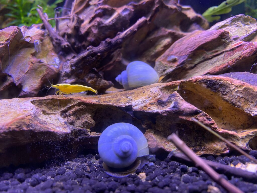 Photo of Yellow Goldenback Shrimp and Blue Mystery Snails