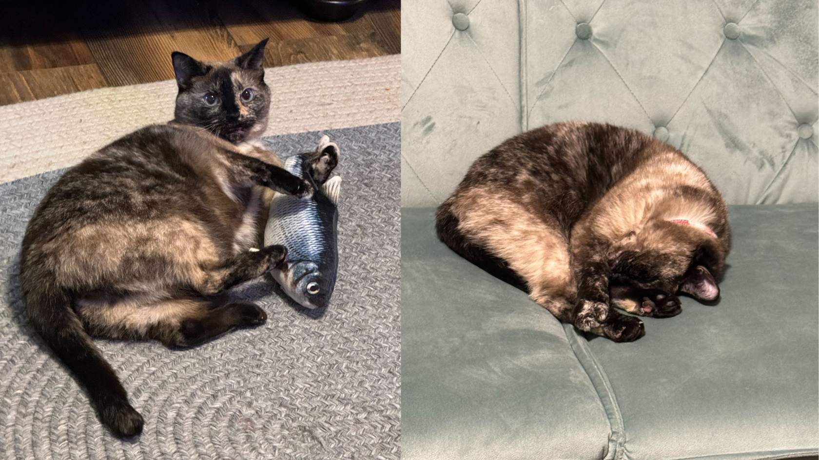 Two images of the same tortoiseshell cat, one laying on its side with a fish toy and the other of it curled up sleeping