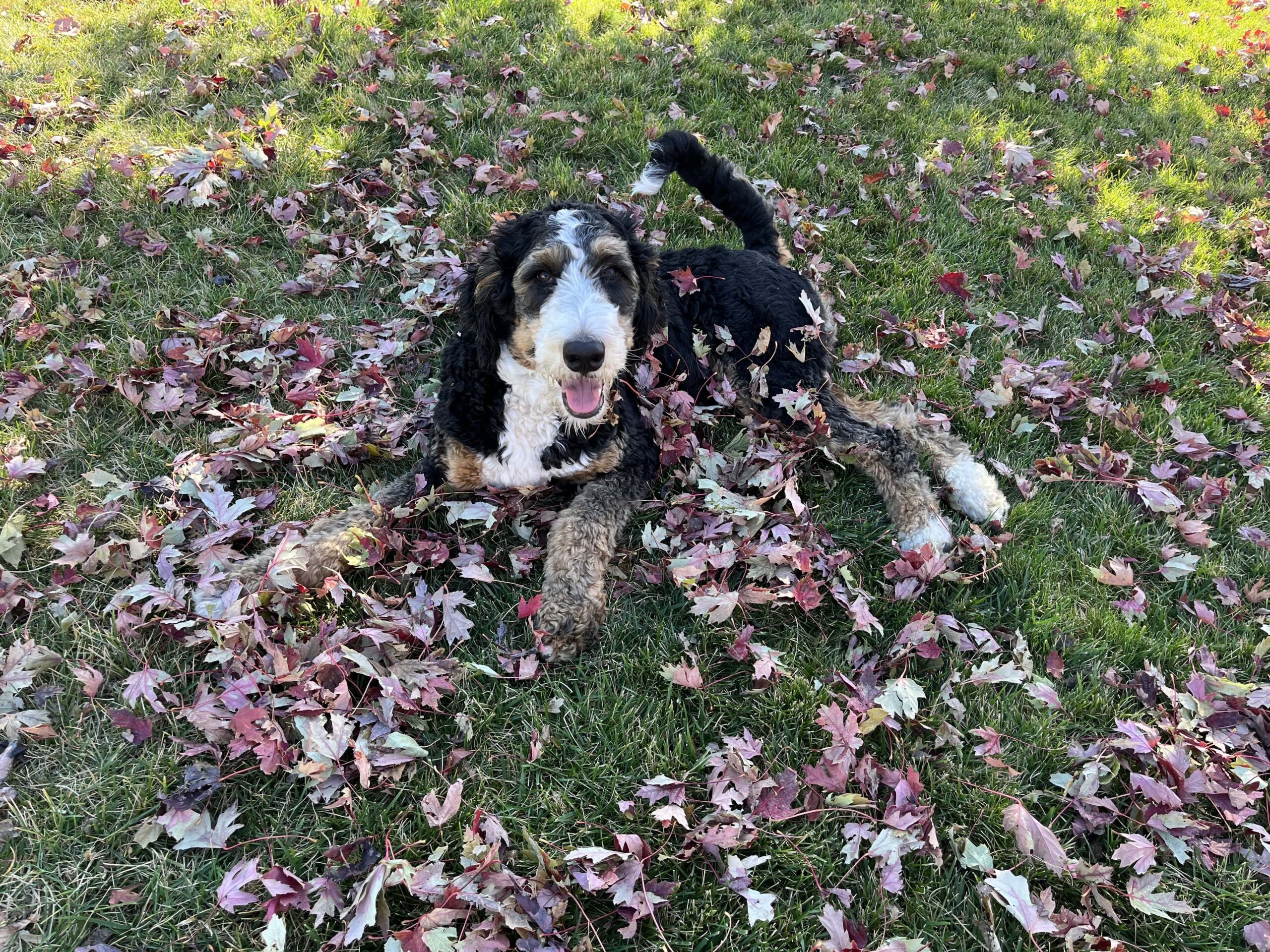 Photo of a bernadoodle dog in a pile of leaves